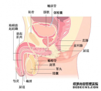 九江引起阳痿两大原因